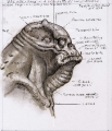si_concept_bprofilehead01-120