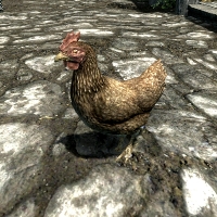 sr_chicken-200