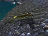 gofish_quest-200